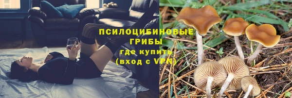ГАЛЛЮЦИНОГЕННЫЕ ГРИБЫ Новозыбков