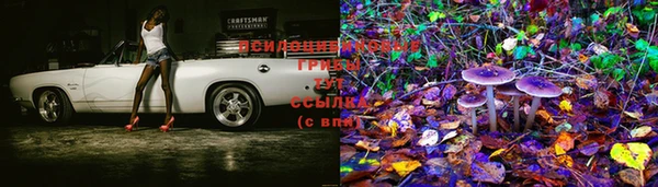 spice Новодвинск
